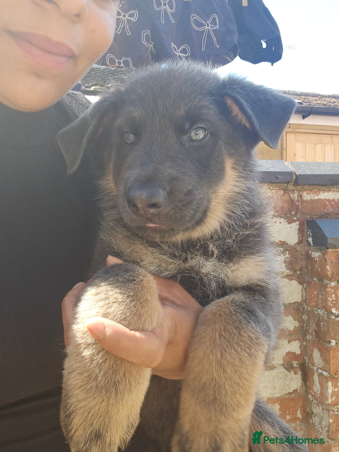 German Shepherd dogs for sale: German shepherd girl BLUE/TAN  in Rugby - Image 3
