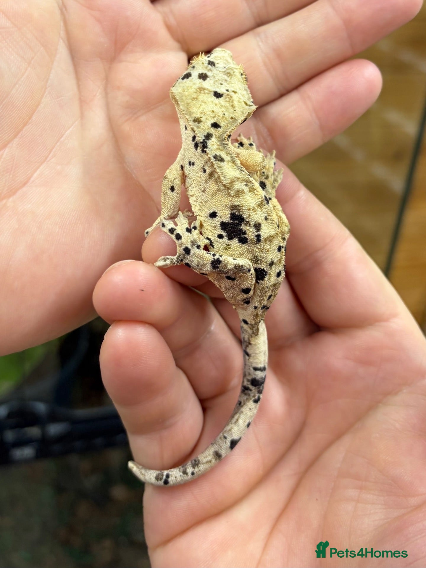 Gecko reptiles Ink blotch super dalmation crested geckos - Advert 16