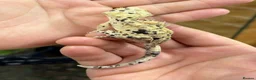 Gecko reptiles for sale: Ink blotch super dalmation crested geckos - Advert 1