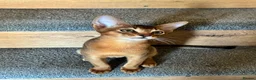 Abyssinian cats for sale: TICA 5* pedigree Abyssinian Kittens  - Advert 12