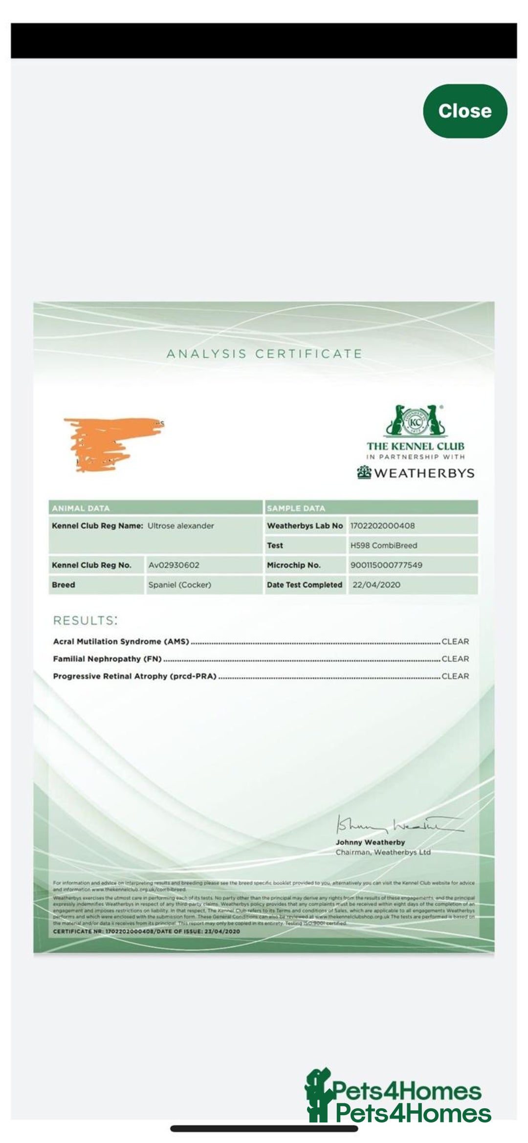 Cocker Spaniel dogs for stud: Handsome working cocker spaniel for stud!! - Advert 16