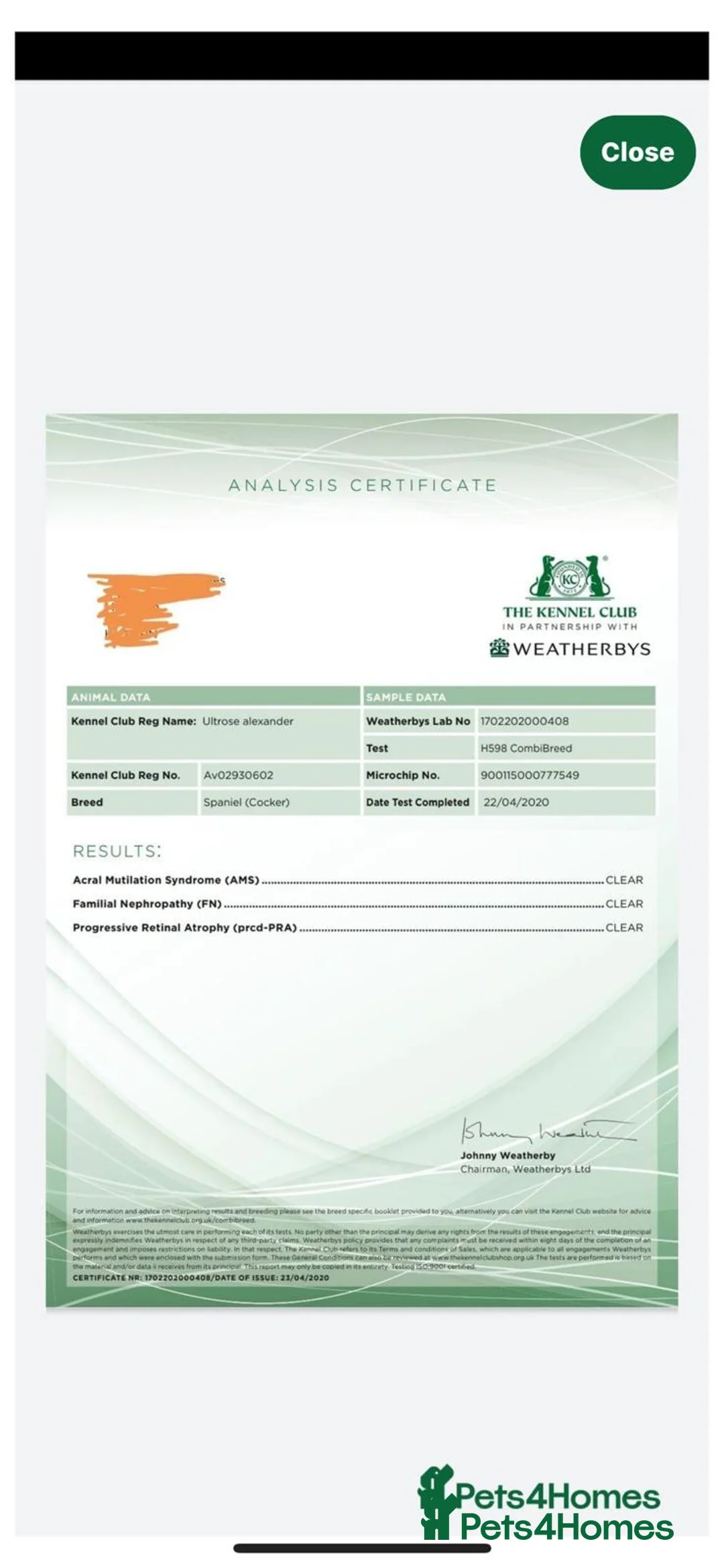 Cocker Spaniel dogs for stud: Handsome working cocker spaniel for stud!! - Advert 16