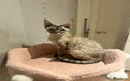 Devon Rex cats for sale: Ready to go home Devon Rex kittens in London.  - Advert 1