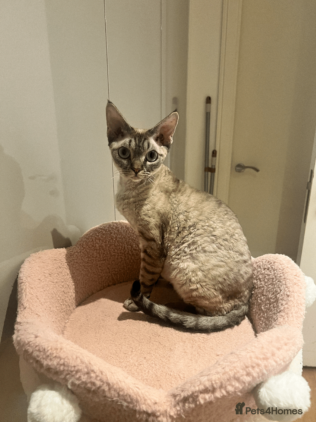 Devon Rex cats for sale: Ready to go home Devon Rex kittens in London.  - Advert 1
