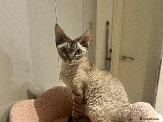 Devon Rex cats Ready to go home Devon Rex kittens in London. - Advert 7