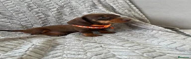 Miniature Dachshund 3