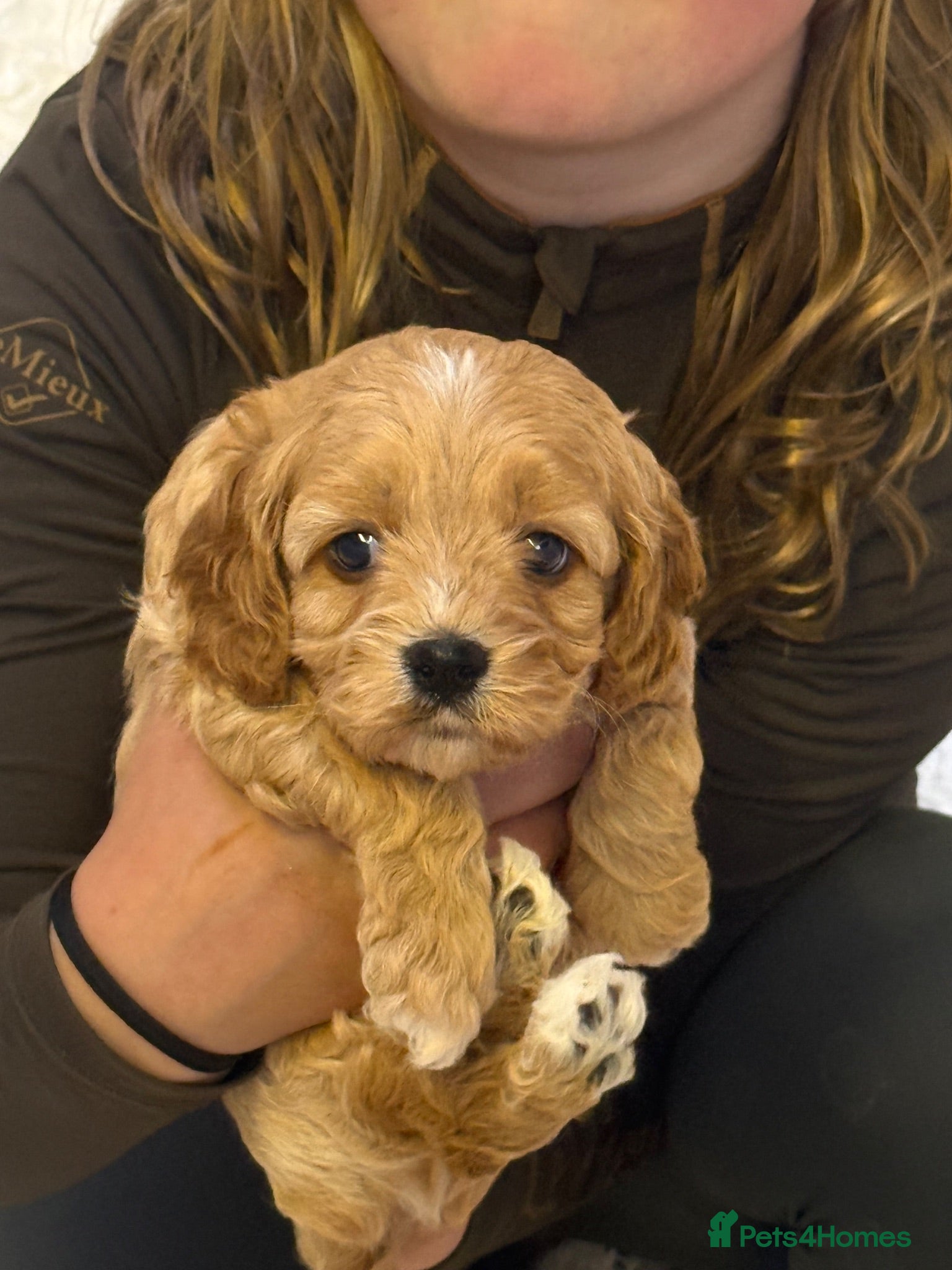 Cavapoo dogs Stunning F1 Cavapoos  - Advert 8