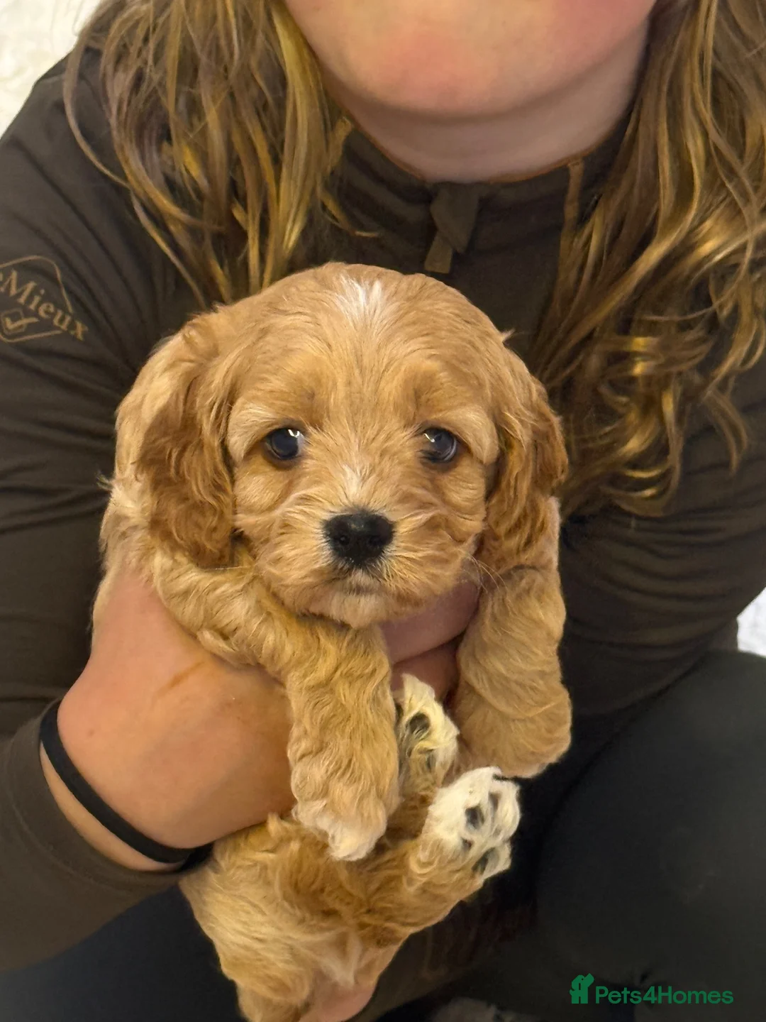 Cavapoo dogs for sale: Stunning F1 Cavapoo boy - Advert 2