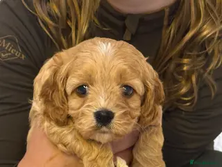 Cavapoo dogs Stunning F1 Cavapoos - Advert 8