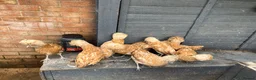 Chickens poultry for sale: Polish Pullets 16 weeks  - Advert 20