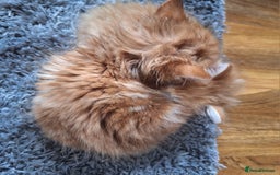 Maine Coon cats for sale: Beautiful red maine coon x - Image 2