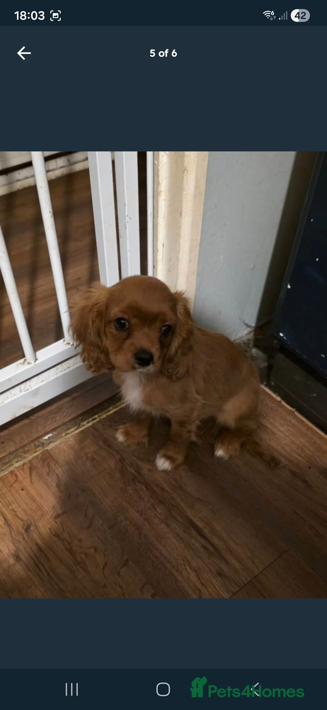 Cavalier King Charles Spaniel dogs for sale: KC registered Cavalier King Charles Spaniel  - Advert 6