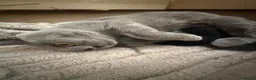 British Shorthair cats for sale: DNA health tested BSH kittens  - Advert 2