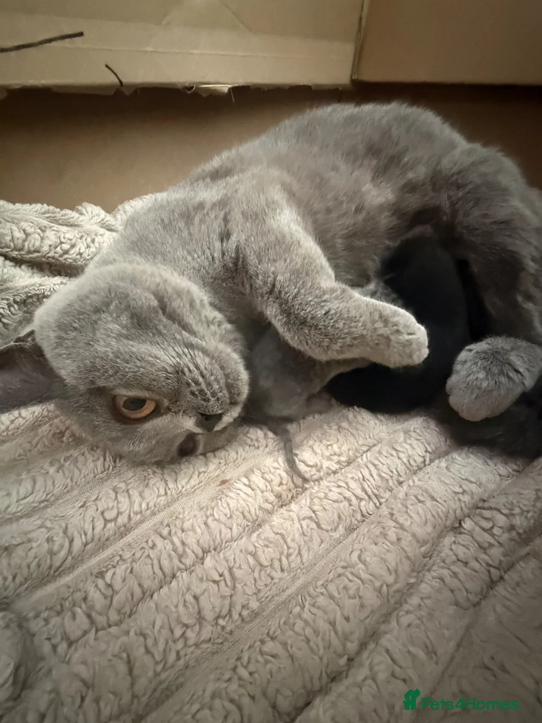 British Shorthair cats for sale: DNA health tested BSH kittens  - Advert 2