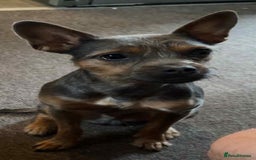 Mixed Breed dogs for sale: Dachshund x terrier puppys - Image 7