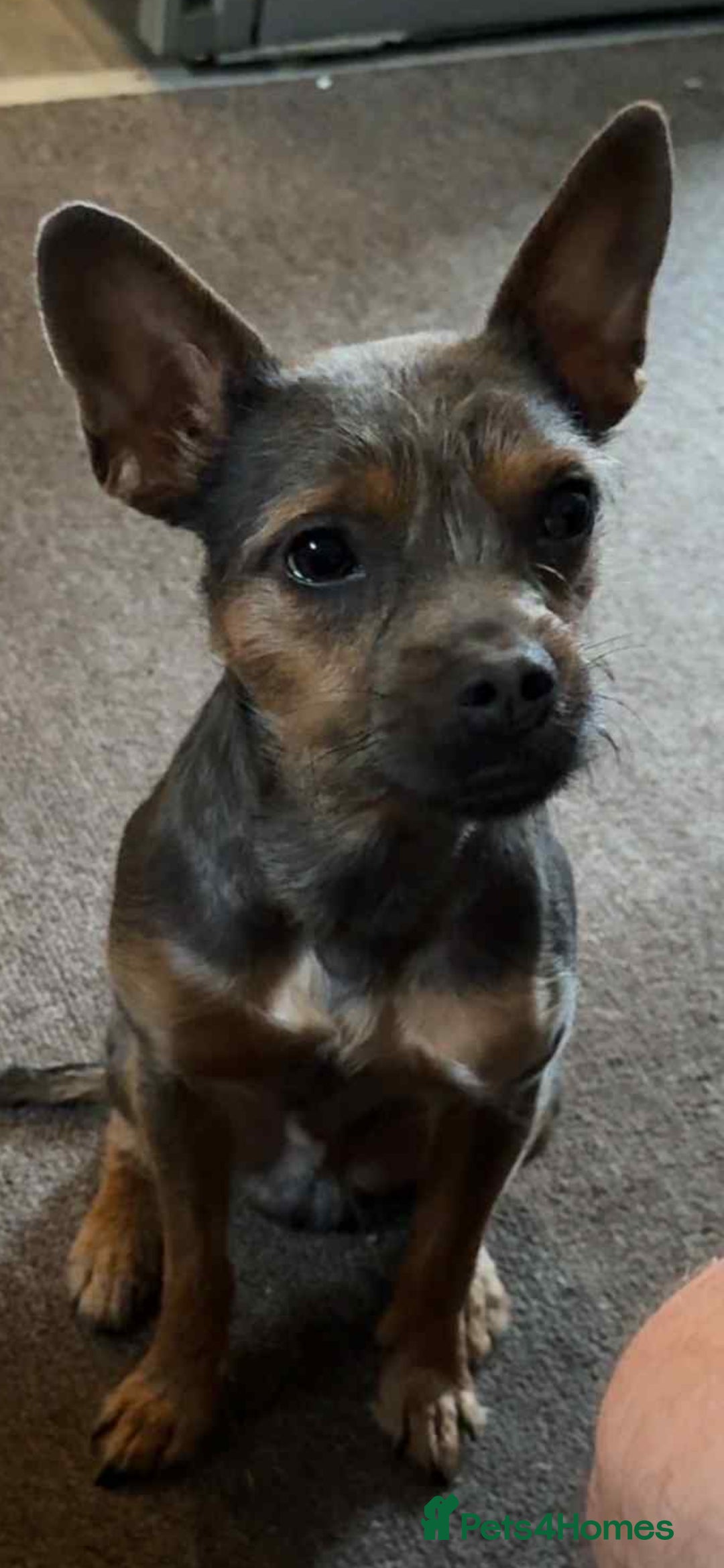 Mixed Breed dogs for sale: Dachshund x terrier puppys - Image 7