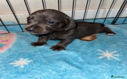 Dachshund dogs for sale: BEAUTIFUL DACHSHUND PUPPIES 🐾 - Image 2