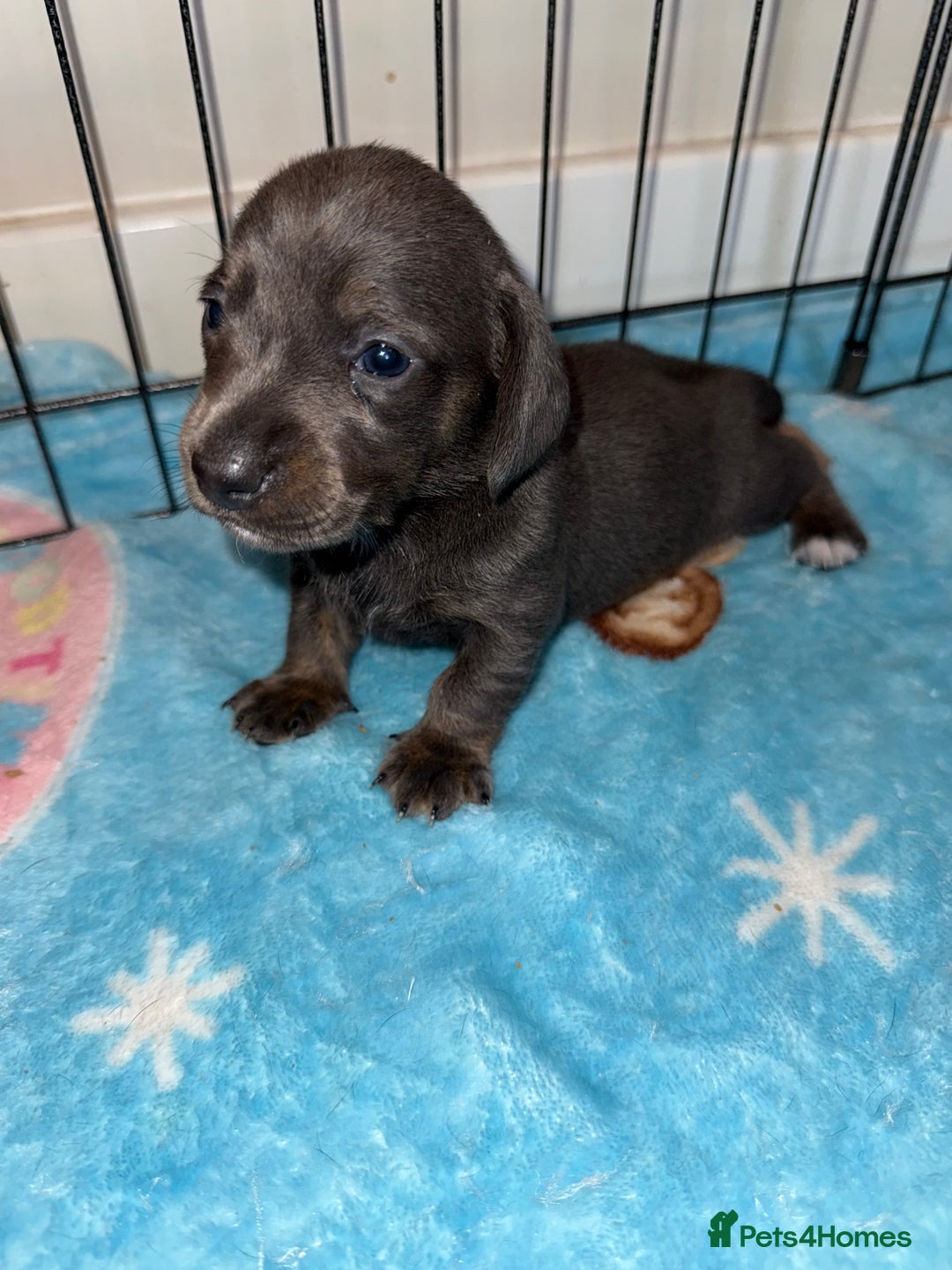 Dachshund dogs for sale: BEAUTIFUL DACHSHUND PUPPIES 🐾 - Image 2
