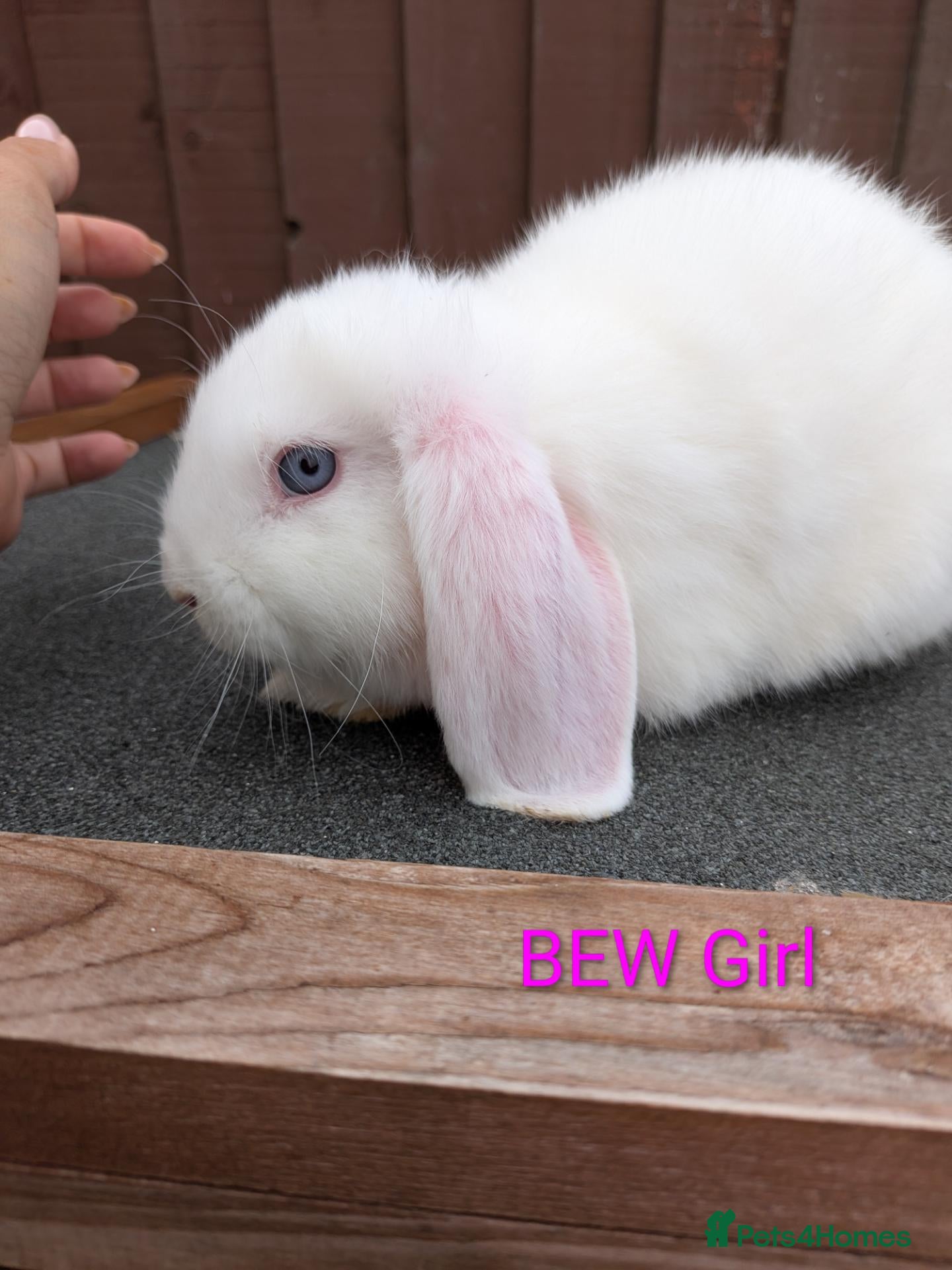Mini Lop rabbits Purebred Minilops available to Reserve - Advert 2