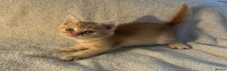 British Shorthair cats for sale: British shorthair kittens from champion lines  - Advert 5