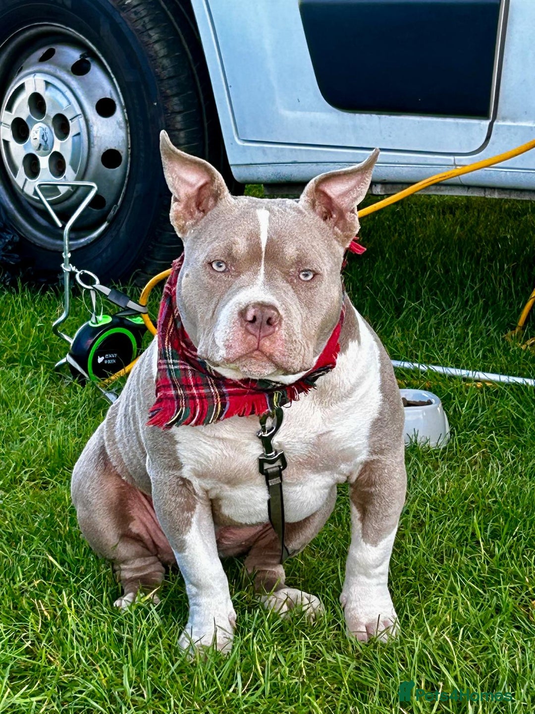 American Bully dogs for sale: American pocket bully bitch  - Advert 2