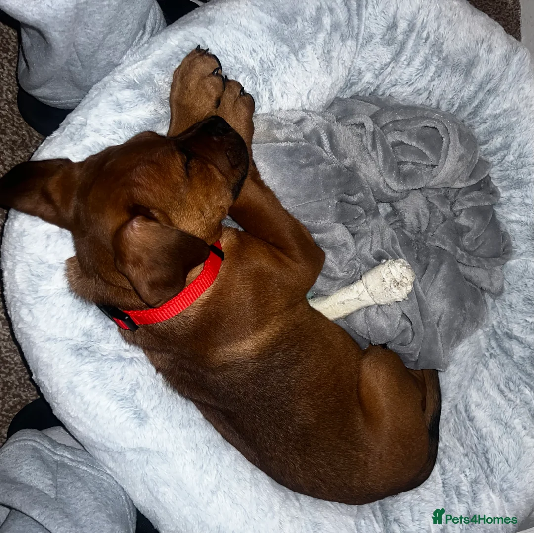 Mixed Breed dogs for sale: Cane Corso Puppy 3 months old  - Advert 3