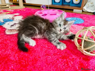 Maine Coon cats for sale: Maine Coon GCCF - Advert 2