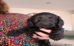 Cockapoo dogs for sale: Cockapoo pups for sale - Image 6