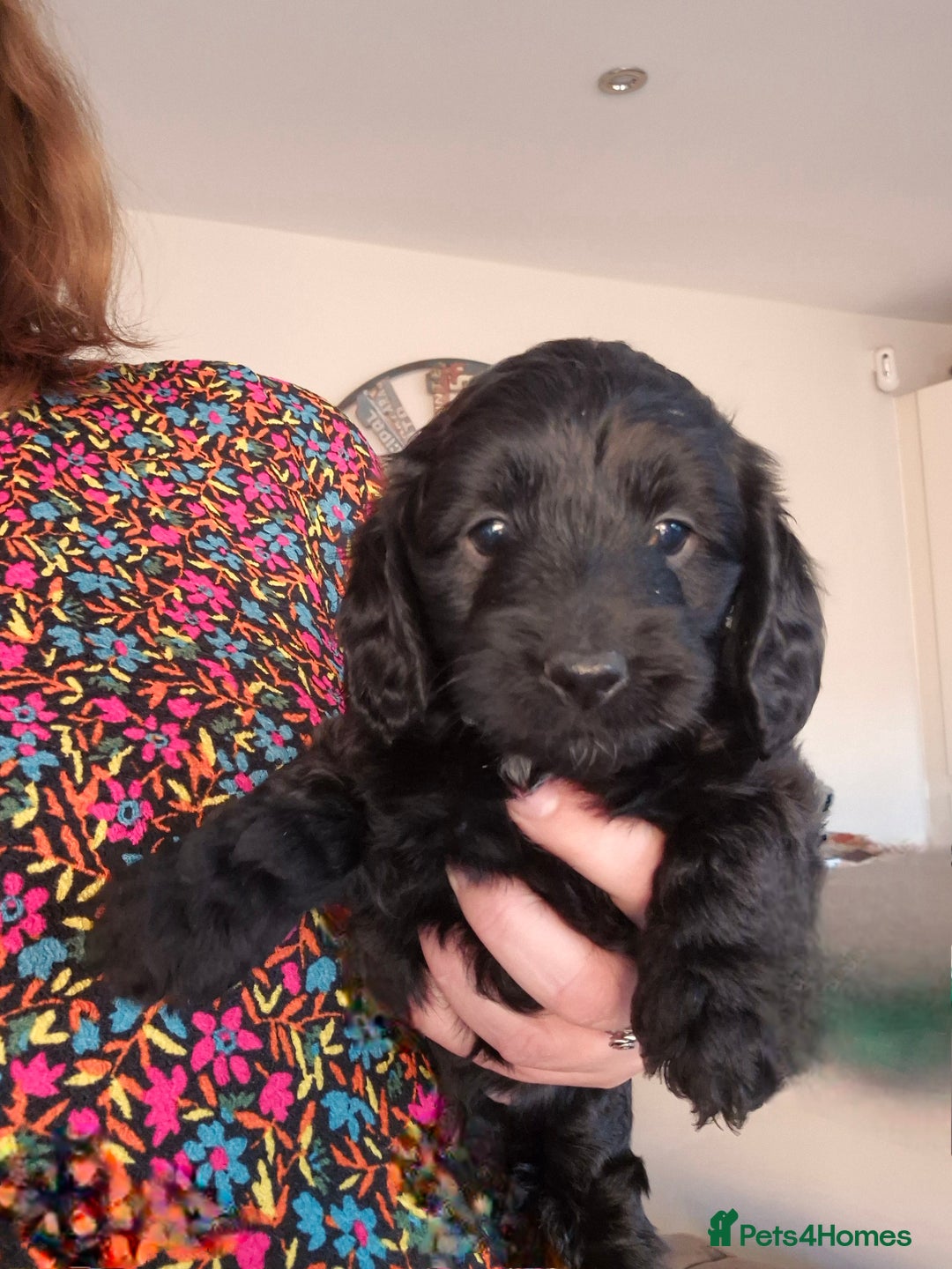 Cockapoo dogs for sale: Cockapoo pups for sale - Image 6
