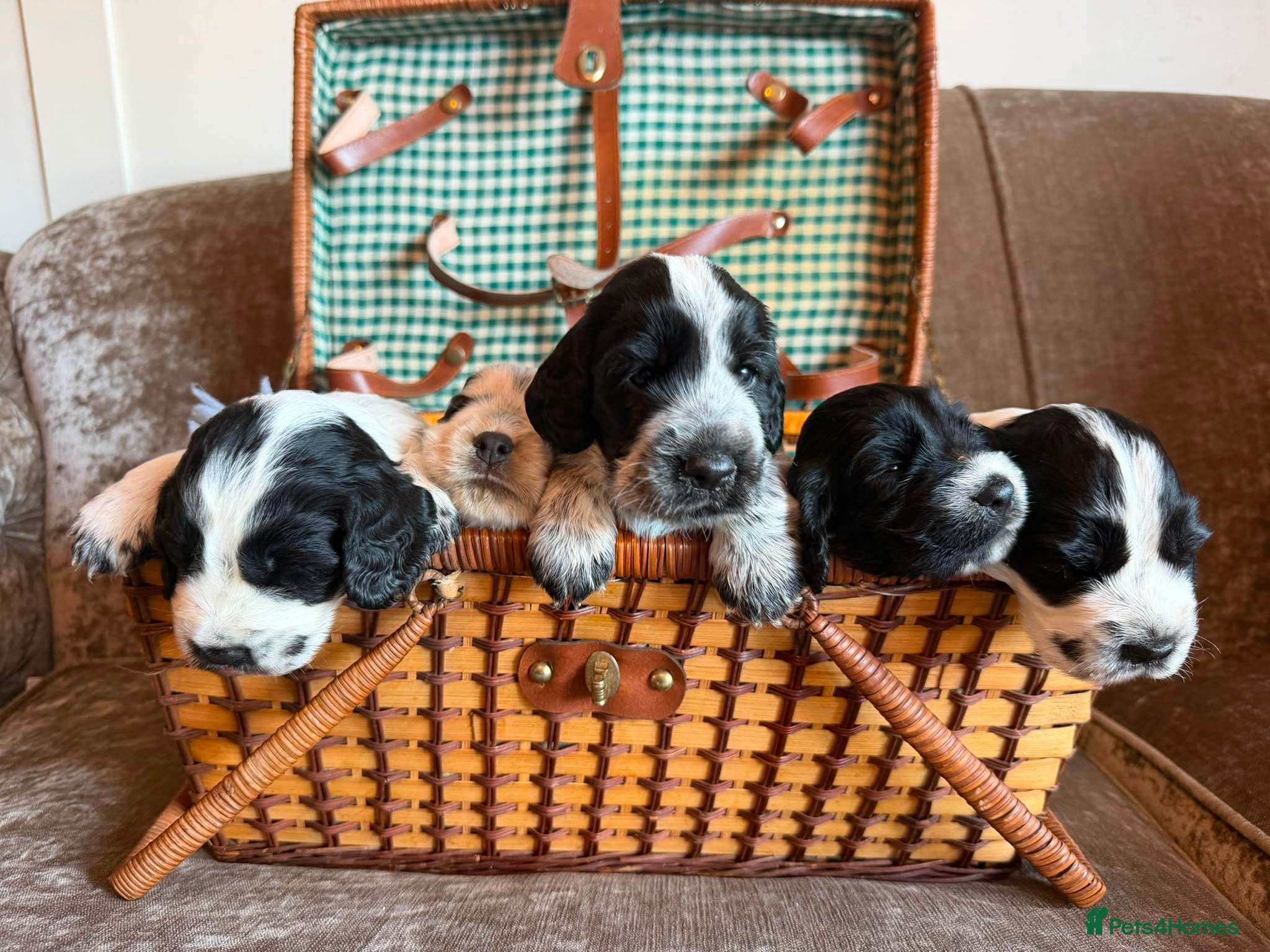 Cocker Spaniel dogs Kc registered showtype cocker spaniel puppies - Advert 1