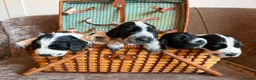 Cocker Spaniel dogs for sale: Kc registered showtype cocker spaniel puppies - Advert 1