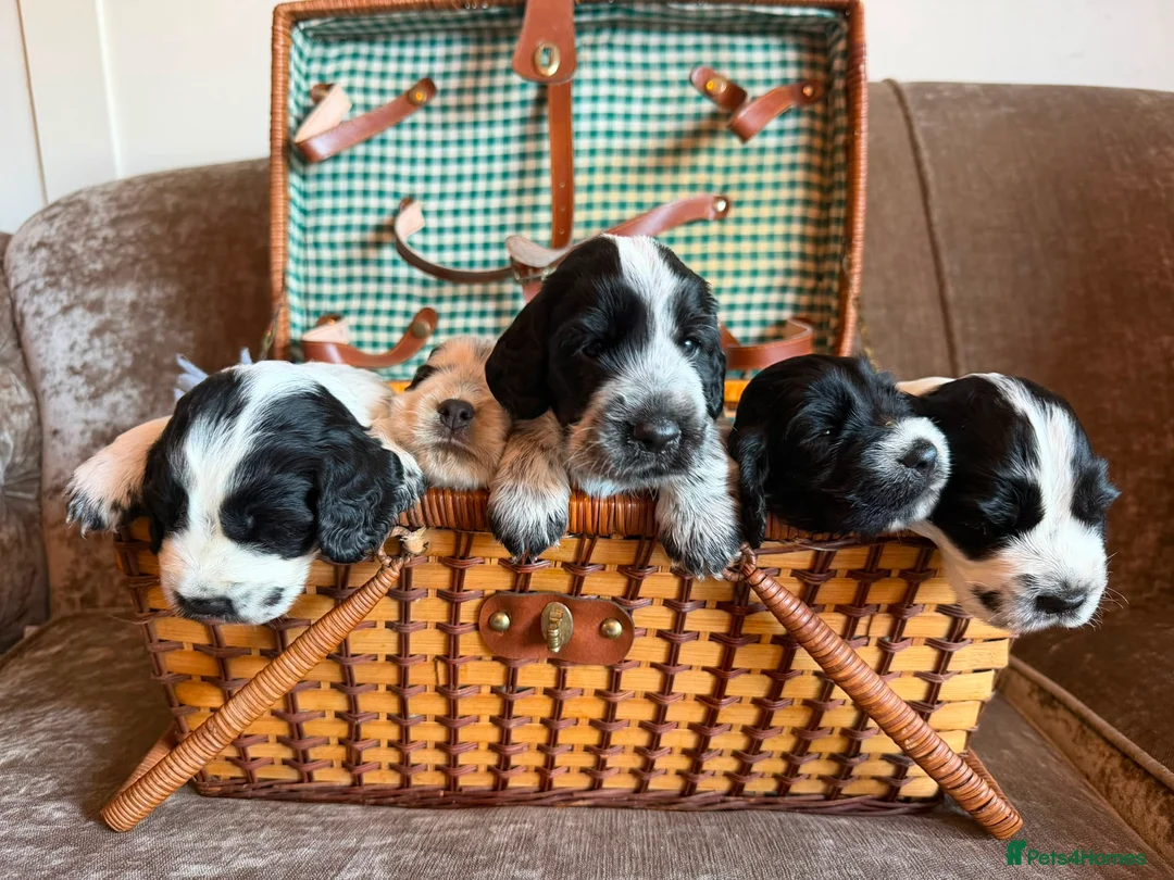 Cocker Spaniel dogs for sale: Kc registered showtype cocker spaniel puppies - Advert 1