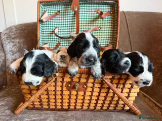 Cocker Spaniel dogs Kc registered showtype cocker spaniel puppies - Advert 1