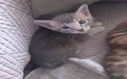 Bengal cats for sale: 3/4 Bengal Kittens ♡ - Image 3