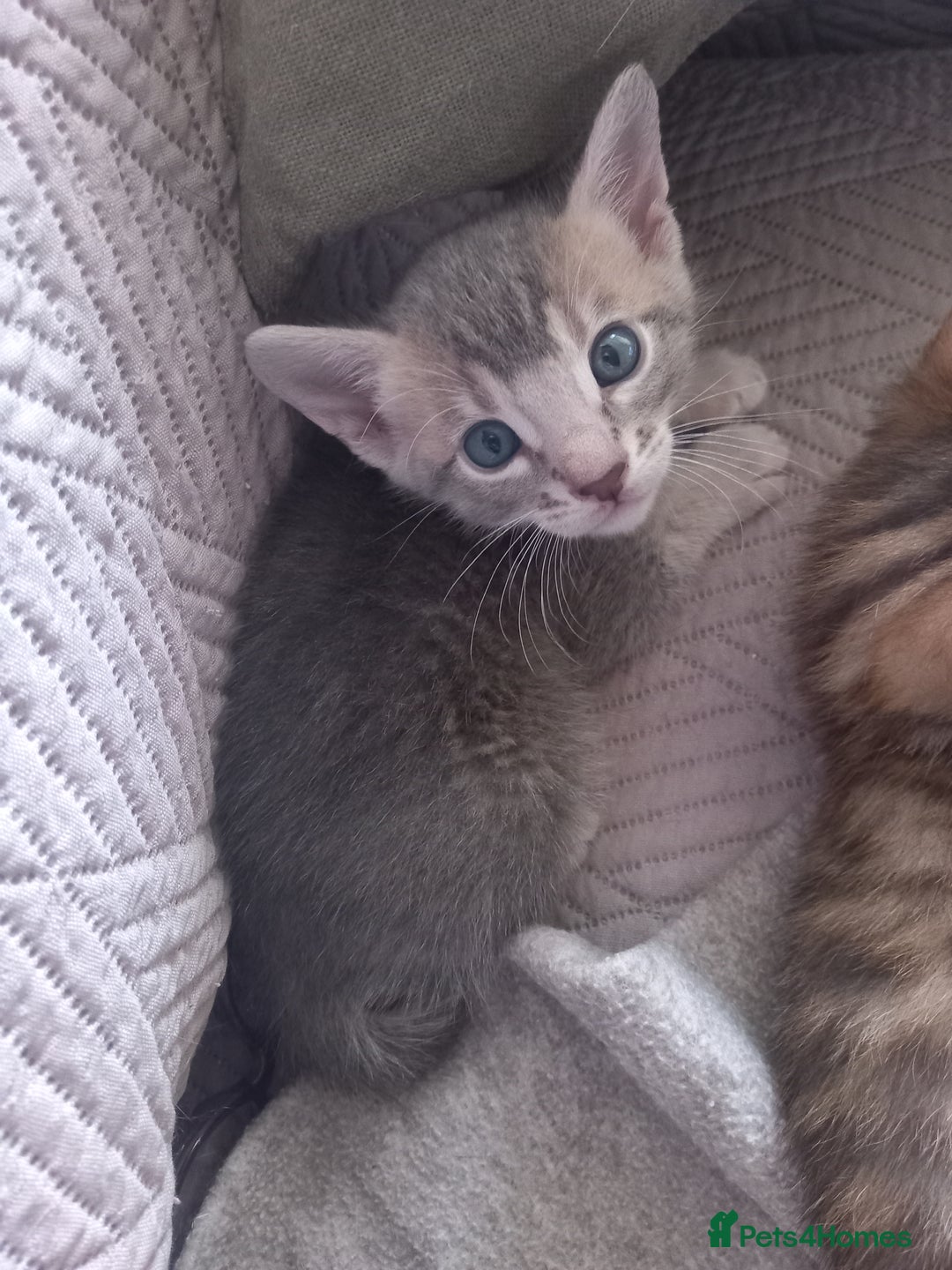 Bengal cats for sale: 3/4 Bengal Kittens ♡ - Image 3