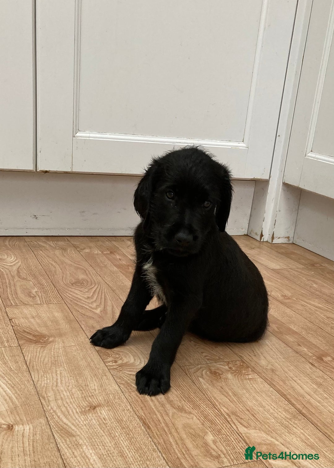 Mixed Breed dogs for sale: German wire haired pointer cross puppies - Image 14