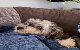 Cockapoo dogs for sale: Tri Colour Cockapoo - Image 6