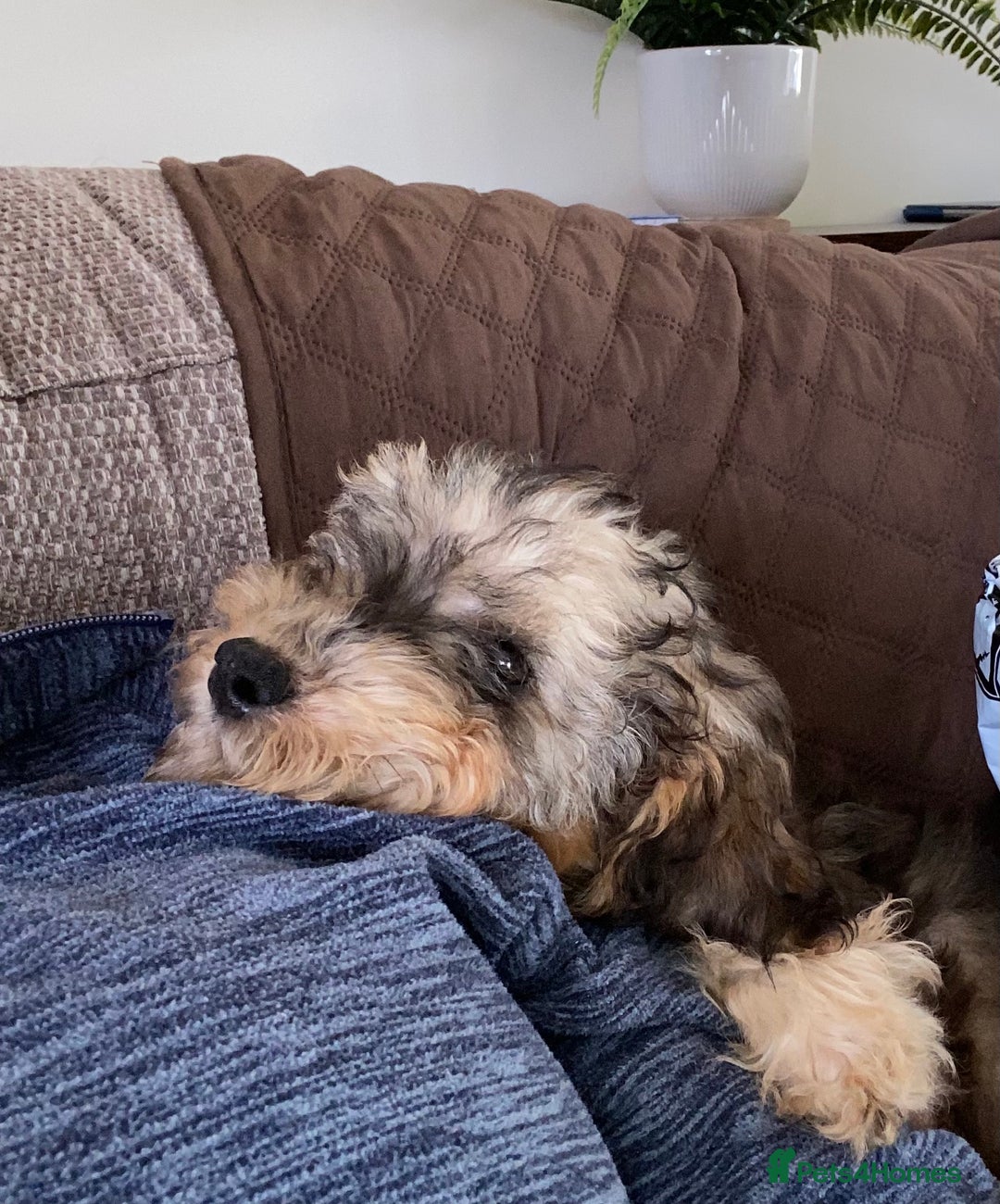 Cockapoo dogs for sale: Tri Colour Cockapoo - Image 6