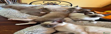 Tonkinese 5