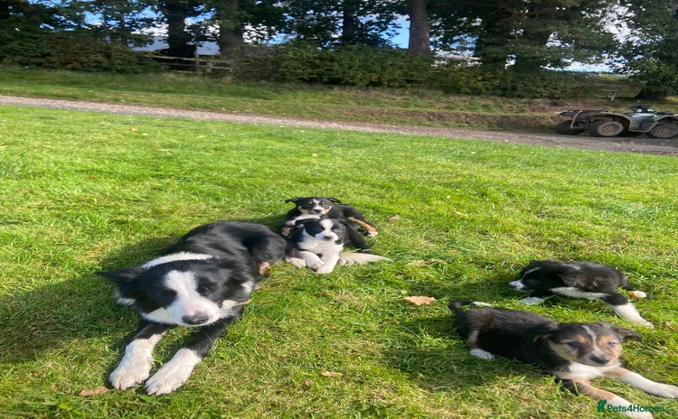 Border Collie dogs - Advert 9