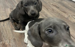 Dachshund dogs for sale: 🩶Silver miniature dachshunds litter READY TO GO🩶 - Image 10