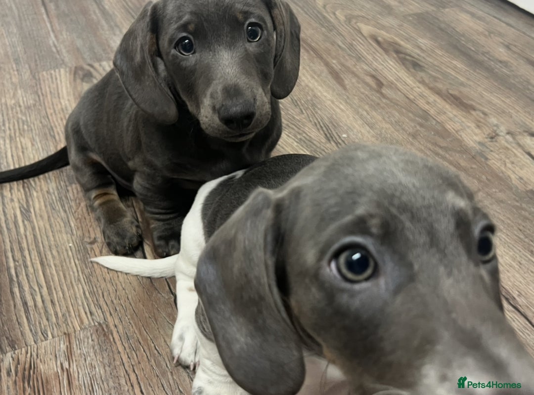 Dachshund dogs for sale: 🩶Silver miniature dachshunds litter READY TO GO🩶 - Image 10