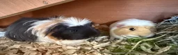 Guinea Pig rodents for sale: Four gorgeous female Guinea Pigs - Advert 4