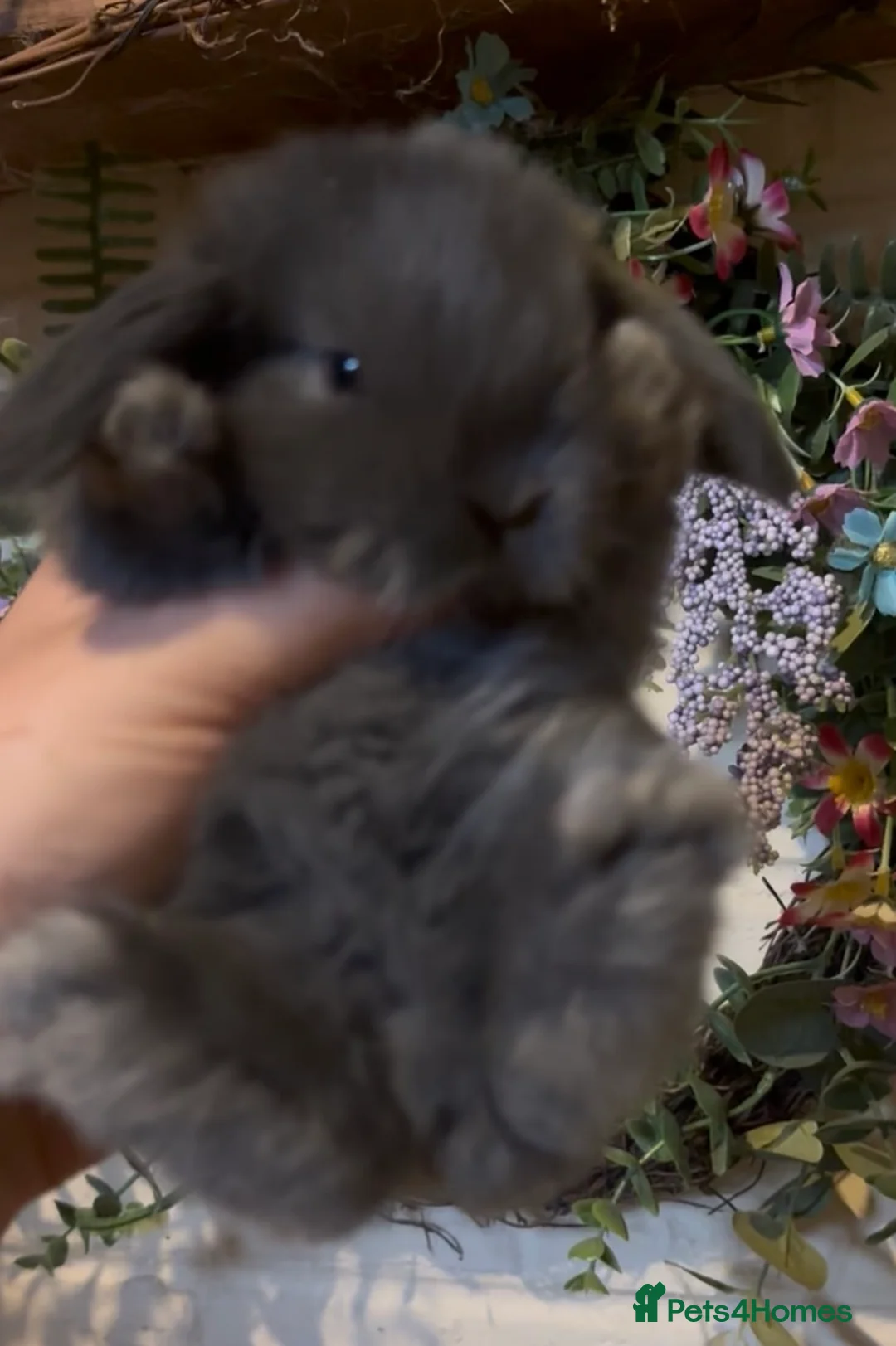 Mini Lop rabbits for sale: Mini lops  - Advert 2