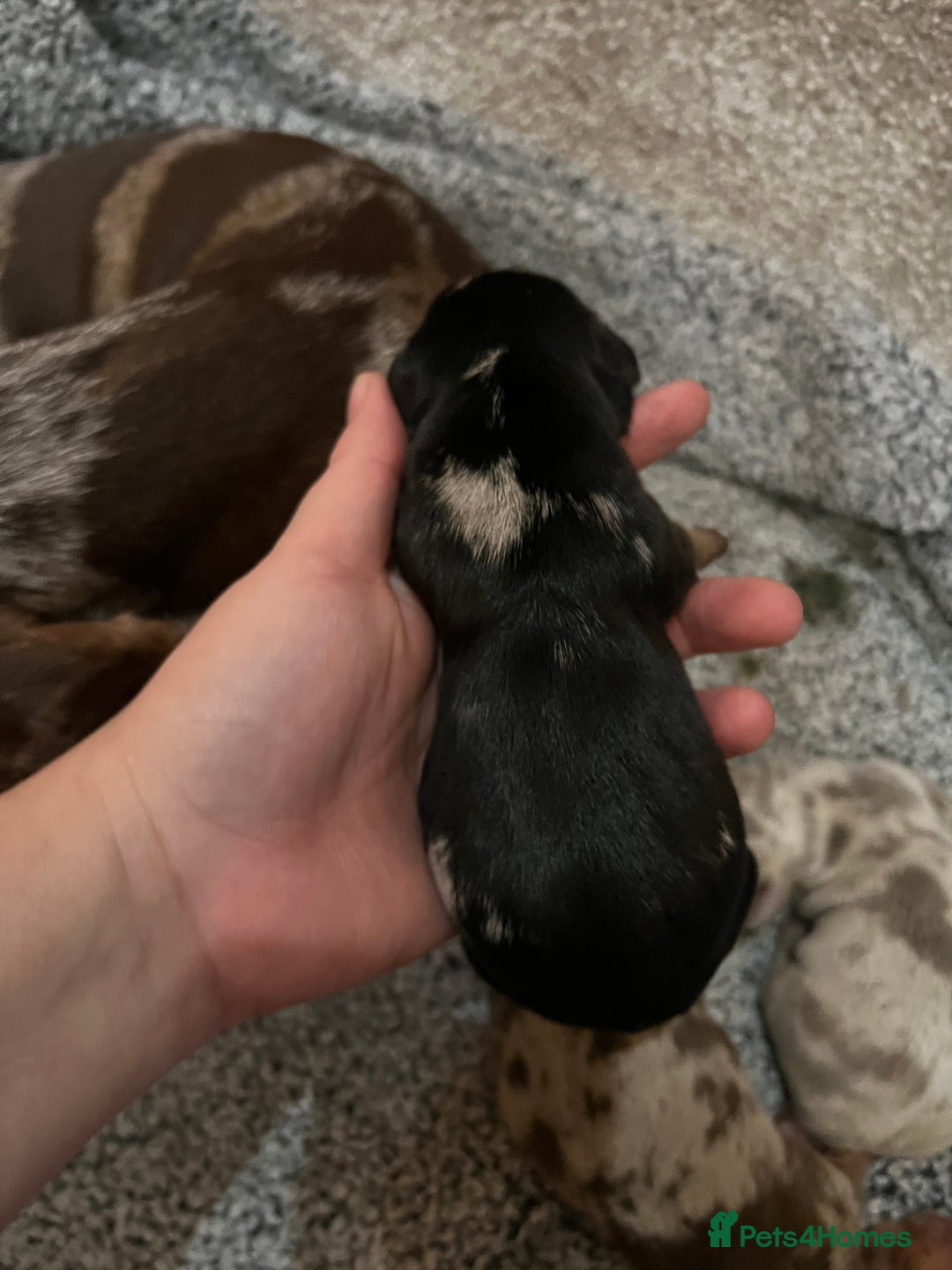 Miniature Dachshund dogs for sale: 💙KC REG💕💕💓Miniature dachshund 💙 - Advert 9