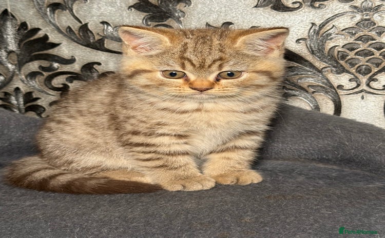 British Shorthair cats - Advert 3