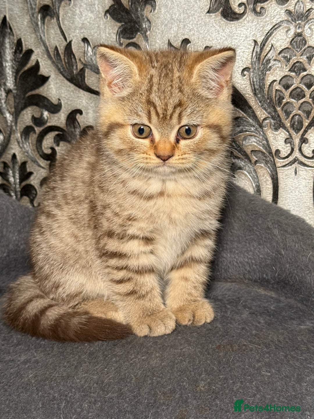 British Shorthair cats for sale: British shorthair kittens  - Image 1