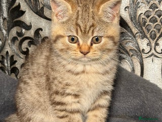 British Shorthair cats - Advert 1