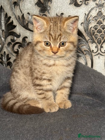 British Shorthair cats - Advert 7