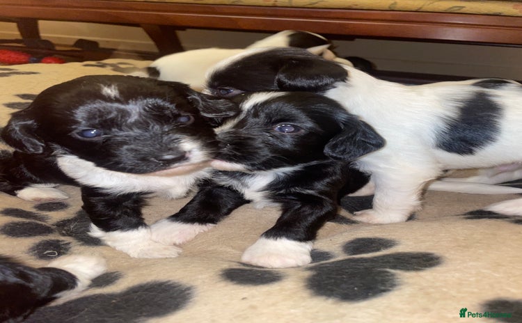 Mixed Breed dogs - Advert 1